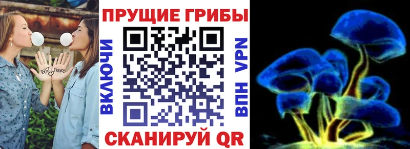 где можно купить Артём Галлюциногенные грибы Cubensis